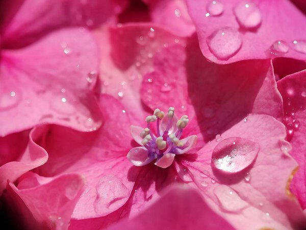 Beautiful pink purple blue Hydrangea flower close up macro photography with water drop morning dew petals blurred background creative blooming flower in spring time botanic garden  