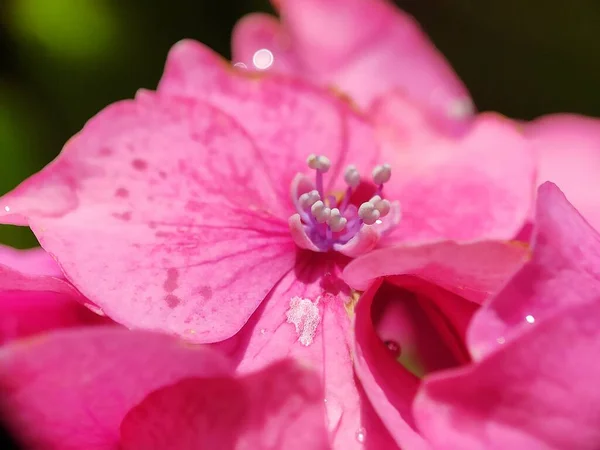Beautiful pink purple blue Hydrangea flower close up macro photography with water drop morning dew petals blurred background creative blooming flower in spring time botanic garden