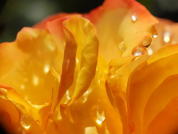 Hermosas Rosas Naranjas Rosas Rosas Rosas Rosas Rosas Rosas Flores — Foto de Stock