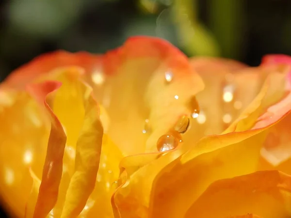 Hermosas Rosas Naranjas Rosas Rosas Rosas Rosas Rosas Rosas Flores — Foto de Stock