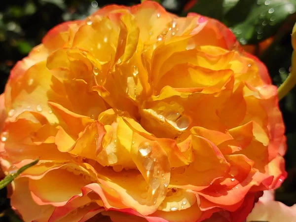 Beautiful Orange Red Pink Yellow Roses Flower Close Macro Photography — 스톡 사진