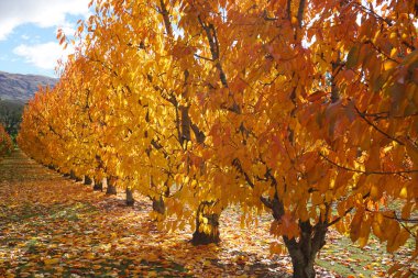 Güz mevsiminde Cromwell Yeni Zelanda 'da sonbahar mevsiminde kiraz ağaçlarının güzel simetrik sıraları güneş ışığı ve yere düşen portakal yaprakları.  