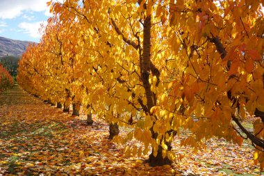 Güz mevsiminde Cromwell Yeni Zelanda 'da sonbahar mevsiminde kiraz ağaçlarının güzel simetrik sıraları güneş ışığı ve yere düşen portakal yaprakları.  