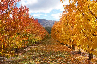 Güz mevsiminde Cromwell Yeni Zelanda 'da sonbahar mevsiminde kiraz ağaçlarının güzel simetrik sıraları güneş ışığı ve yere düşen portakal yaprakları.  