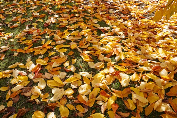 Krásná Nádherná Symetrická Řada Třešní Podzim Zlaté Listy Sluneční Světlo — Stock fotografie