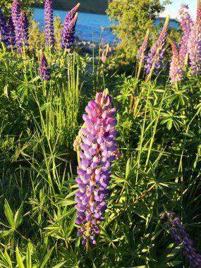 Yeni Zelanda Gölü Tekapo 'daki güzel pembe lupinler. 