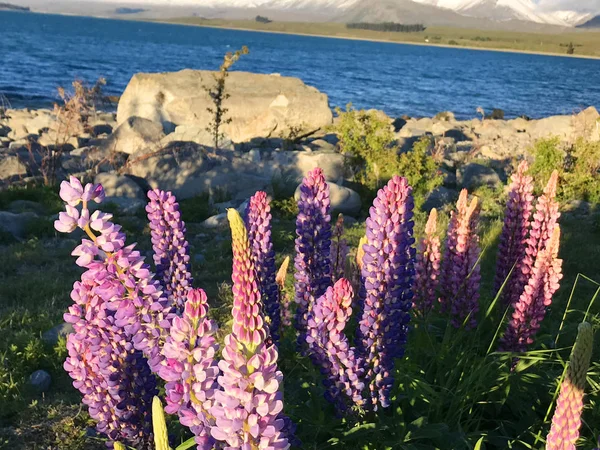 Yeni Zelanda Gölü Tekapo 'daki güzel pembe lupinler. 
