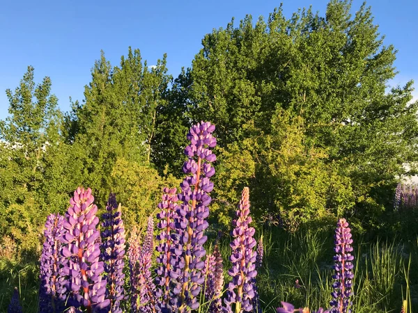 Yeni Zelanda Gölü Tekapo 'daki güzel pembe lupinler. 