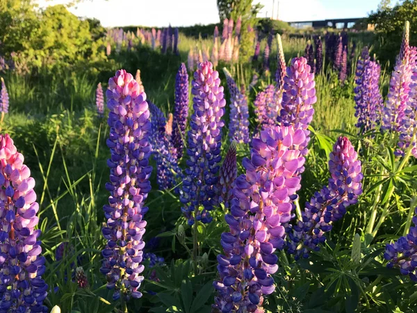 Mooie Roze Paarse Lupinen Bloemen Nieuw Zeeland Meer Tekapo — Stockfoto