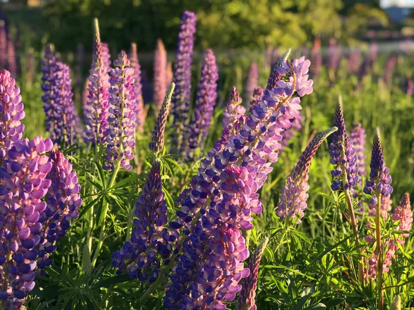 Bellissimi Fiori Lupini Viola Rosa Nuova Zelanda Lago Tekapo — Foto Stock