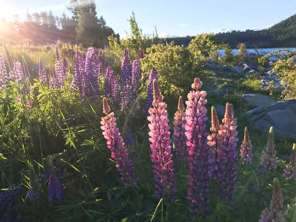 Yeni Zelanda Gölü Tekapo 'daki güzel pembe lupinler. 