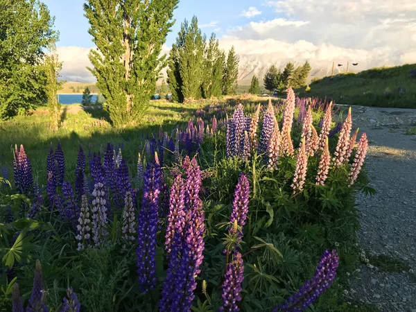 Yeni Zelanda Gölü Tekapo 'daki güzel pembe lupinler. 
