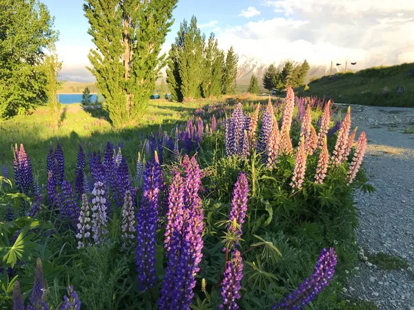 Yeni Zelanda Gölü Tekapo 'daki güzel pembe lupinler. 