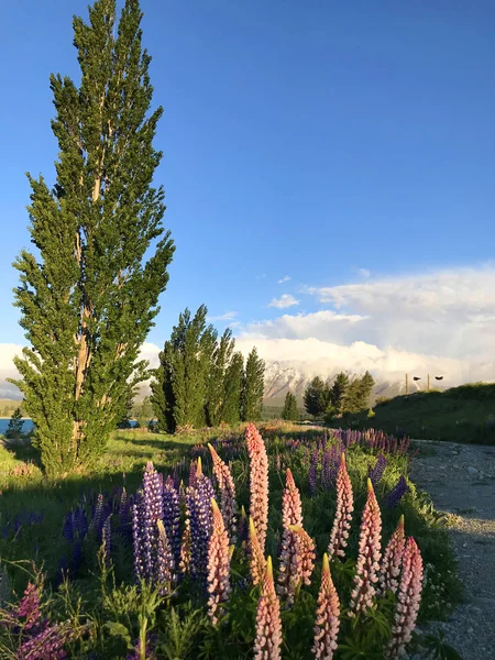 Yeni Zelanda Gölü Tekapo 'daki güzel pembe lupinler. 