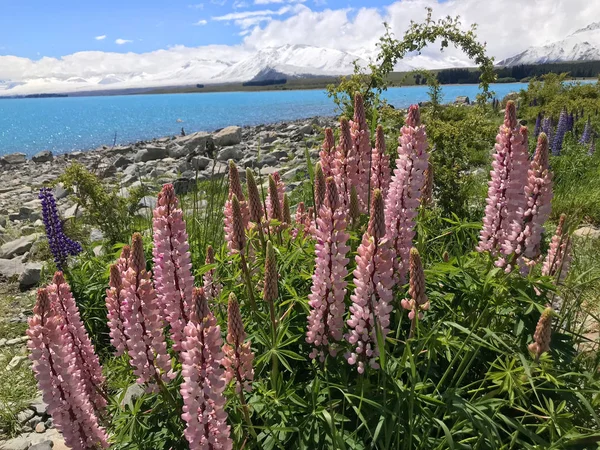 stock image Beautiful pink purple white yellow lupins flower and lake mountain background in New Zealand lake Tekapo with green grass during sunset blurred background South Island best tourist destination beans 