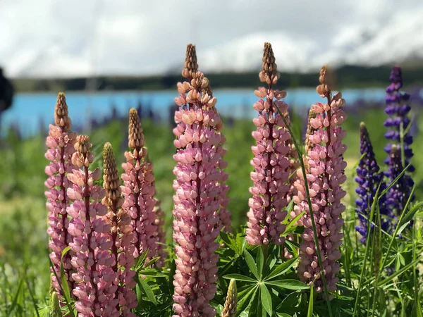 Mooie Roze Paarse Witte Gele Lupinen Bloem Meer Berg Achtergrond — Stockfoto