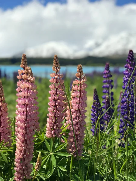 Günbatımında yeşil çimlerle kaplı Yeni Zelanda Gölü Tekapo Gölü 'nün arka planında bulunan güzel mor sarı lupinler Güney Adası' nın en iyi turizm merkezi fasulyeleri bulanıklaştı. 