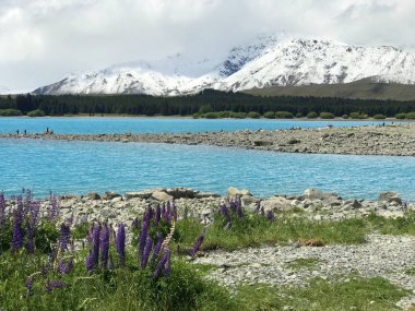 Günbatımında yeşil çimlerle kaplı Yeni Zelanda Gölü Tekapo Gölü 'nün arka planında bulunan güzel mor sarı lupinler Güney Adası' nın en iyi turizm merkezi fasulyeleri bulanıklaştı. 