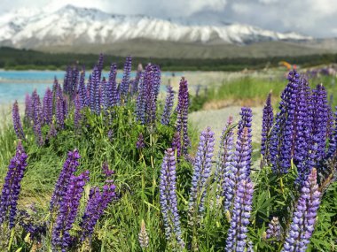 Günbatımında yeşil çimlerle kaplı Yeni Zelanda Gölü Tekapo Gölü 'nün arka planında bulunan güzel mor sarı lupinler Güney Adası' nın en iyi turizm merkezi fasulyeleri bulanıklaştı. 