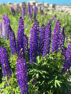 Günbatımında yeşil çimlerle kaplı Yeni Zelanda Gölü Tekapo Gölü 'nün arka planında bulunan güzel mor sarı lupinler Güney Adası' nın en iyi turizm merkezi fasulyeleri bulanıklaştı. 