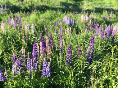 Günbatımında yeşil çimlerle kaplı Yeni Zelanda Gölü Tekapo Gölü 'nün arka planında bulunan güzel mor sarı lupinler Güney Adası' nın en iyi turizm merkezi fasulyeleri bulanıklaştı. 