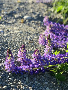 Günbatımında yeşil çimlerle kaplı Yeni Zelanda Gölü Tekapo Gölü 'nün arka planında bulunan güzel mor sarı lupinler Güney Adası' nın en iyi turizm merkezi fasulyeleri bulanıklaştı. 