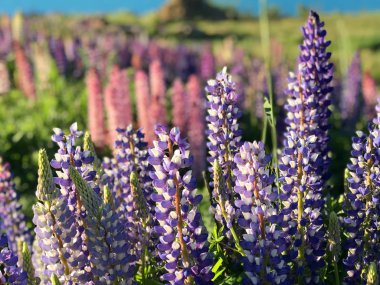 Günbatımında yeşil çimlerle kaplı Yeni Zelanda Gölü Tekapo Gölü 'nün arka planında bulunan güzel mor sarı lupinler Güney Adası' nın en iyi turizm merkezi fasulyeleri bulanıklaştı. 