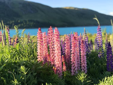 Günbatımında yeşil çimlerle kaplı Yeni Zelanda Gölü Tekapo Gölü 'nün arka planında bulunan güzel mor sarı lupinler Güney Adası' nın en iyi turizm merkezi fasulyeleri bulanıklaştı. 