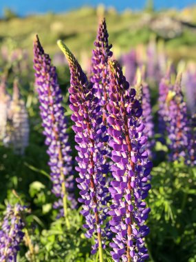 Günbatımında yeşil çimlerle kaplı Yeni Zelanda Gölü Tekapo Gölü 'nün arka planında bulunan güzel mor sarı lupinler Güney Adası' nın en iyi turizm merkezi fasulyeleri bulanıklaştı. 
