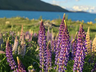 Günbatımında yeşil çimlerle kaplı Yeni Zelanda Gölü Tekapo Gölü 'nün arka planında bulunan güzel mor sarı lupinler Güney Adası' nın en iyi turizm merkezi fasulyeleri bulanıklaştı. 