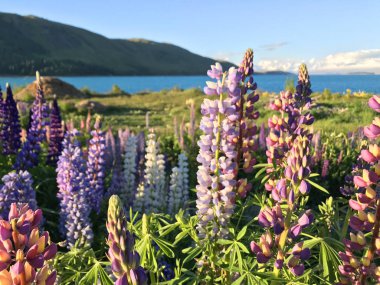 Günbatımında yeşil çimlerle kaplı Yeni Zelanda Gölü Tekapo Gölü 'nün arka planında bulunan güzel mor sarı lupinler Güney Adası' nın en iyi turizm merkezi fasulyeleri bulanıklaştı. 