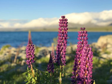Günbatımında yeşil çimlerle kaplı Yeni Zelanda Gölü Tekapo Gölü 'nün arka planında bulunan güzel mor sarı lupinler Güney Adası' nın en iyi turizm merkezi fasulyeleri bulanıklaştı. 