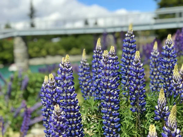 Mooie Roze Paarse Witte Gele Lupinen Bloem Meer Berg Achtergrond — Stockfoto