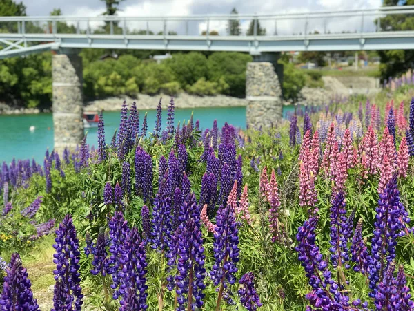 Bella Rosa Viola Bianco Giallo Lupini Fiore Lago Montagna Sfondo — Foto Stock