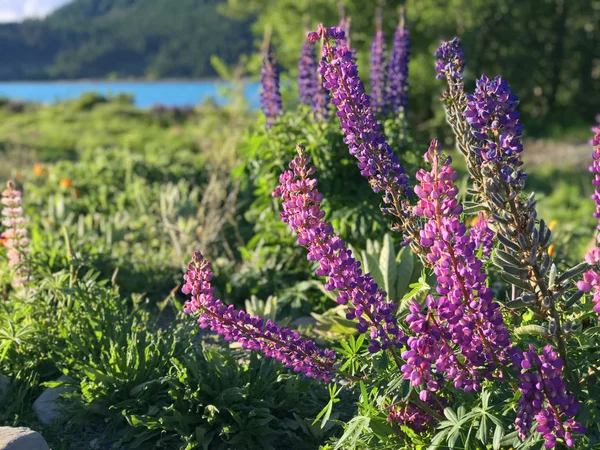 Bella Rosa Viola Bianco Giallo Lupini Fiore Lago Montagna Sfondo — Foto Stock