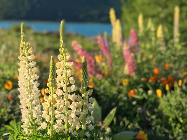 Mooie Roze Paarse Witte Gele Lupinen Bloem Meer Berg Achtergrond — Stockfoto