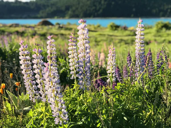 Bella Rosa Viola Bianco Giallo Lupini Fiore Lago Montagna Sfondo — Foto Stock