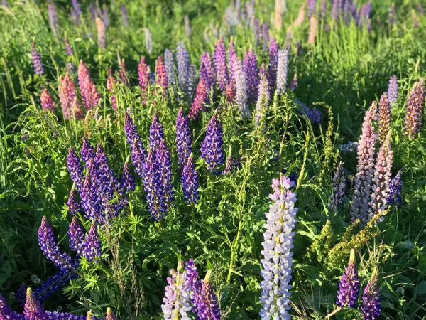 Bella Rosa Viola Bianco Giallo Lupini Fiore Lago Montagna Sfondo — Foto Stock