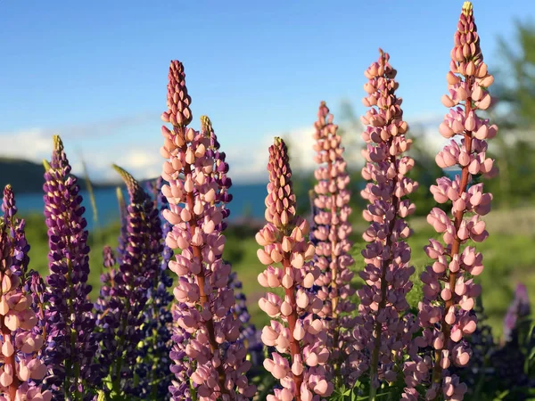 Mooie Roze Paarse Witte Gele Lupinen Bloem Meer Berg Achtergrond — Stockfoto