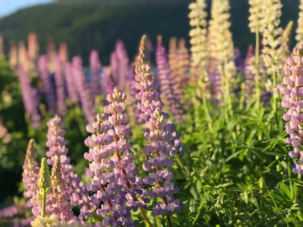 Mooie Roze Paarse Witte Gele Lupinen Bloem Meer Berg Achtergrond — Stockfoto