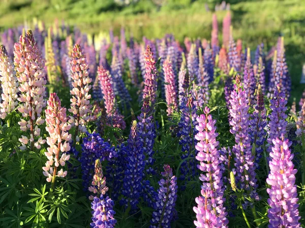 Bella Rosa Viola Bianco Giallo Lupini Fiore Lago Montagna Sfondo — Foto Stock