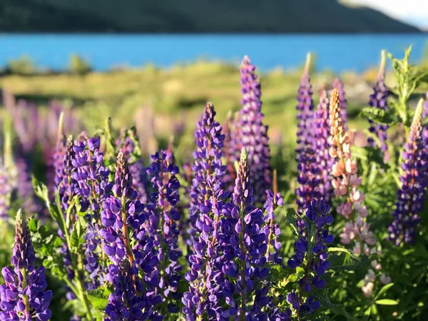 Mooie Roze Paarse Witte Gele Lupinen Bloem Meer Berg Achtergrond — Stockfoto