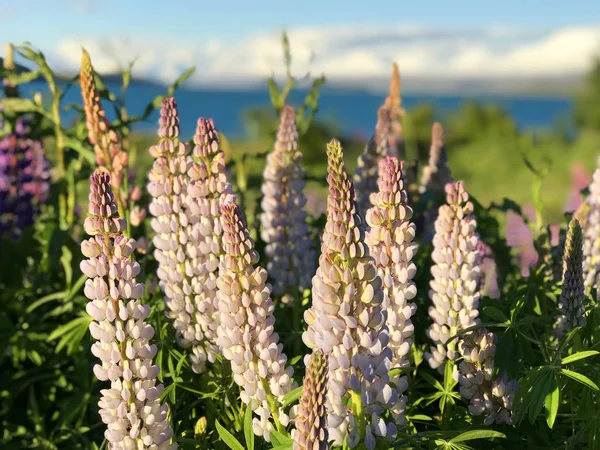 Günbatımında Yeşil Çimlerle Kaplı Yeni Zelanda Gölü Tekapo Gölü Nün — Stok fotoğraf