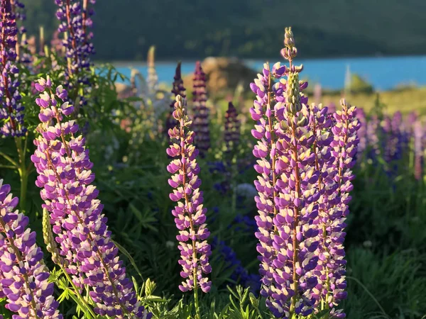 新西兰Tekapo湖美丽的粉色 淡紫色的红松花和湖山背景 日落时分绿草模糊了背景南岛最佳旅游胜地豆 — 图库照片