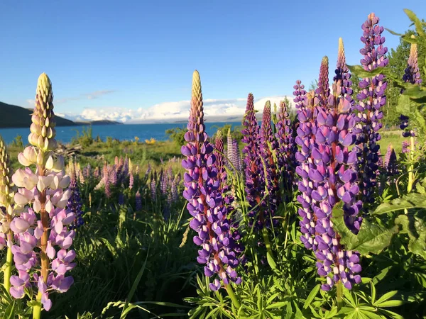 Günbatımında Yeşil Çimlerle Kaplı Yeni Zelanda Gölü Tekapo Gölü Nün — Stok fotoğraf