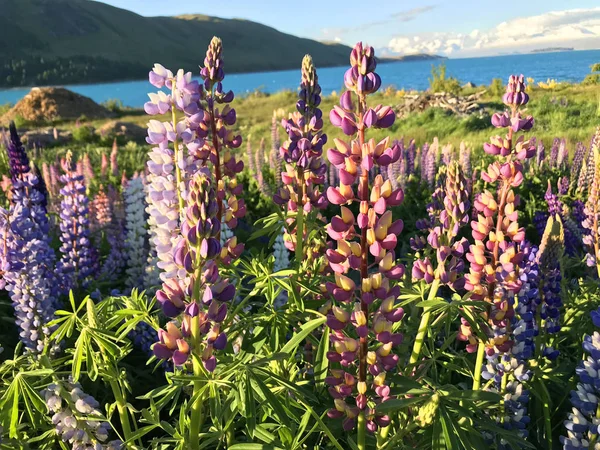 Mooie Roze Paarse Witte Gele Lupinen Bloem Meer Berg Achtergrond — Stockfoto