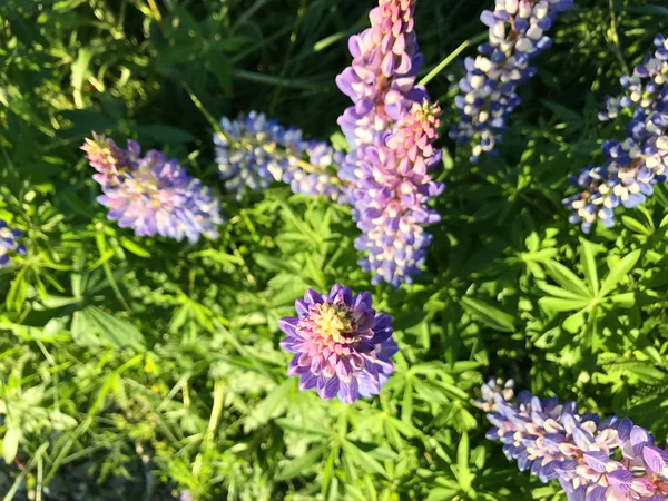 Günbatımında Yeşil Çimlerle Kaplı Yeni Zelanda Gölü Tekapo Gölü Nün — Stok fotoğraf