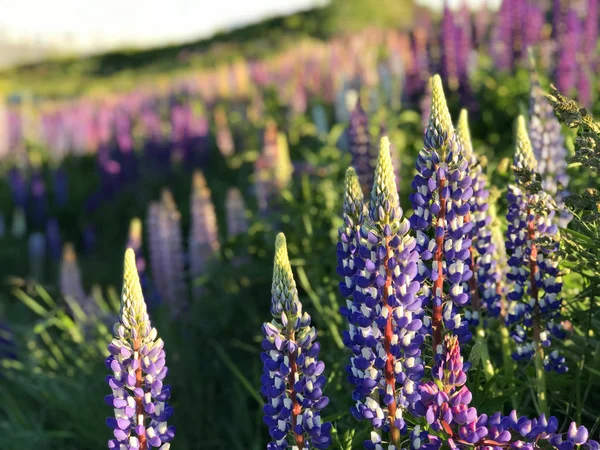 Bella Rosa Viola Bianco Giallo Lupini Fiore Lago Montagna Sfondo — Foto Stock