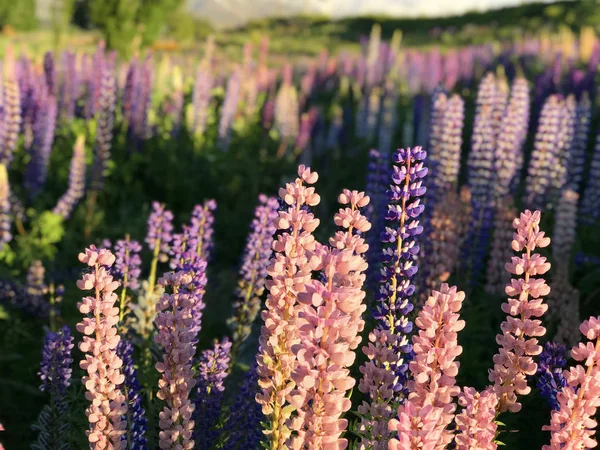 Bella Rosa Viola Bianco Giallo Lupini Fiore Lago Montagna Sfondo — Foto Stock