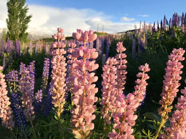 Mooie Roze Paarse Witte Gele Lupinen Bloem Meer Berg Achtergrond — Stockfoto